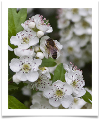 Bee on a Bloom - Helen Kulczycki